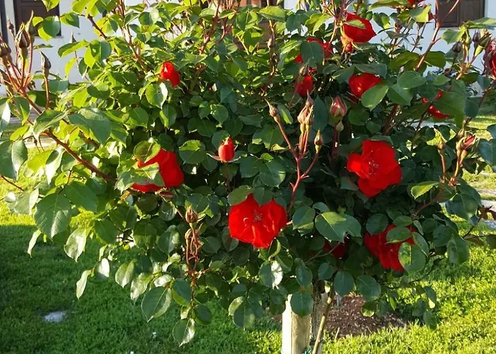 Liet 9- By Interhome *